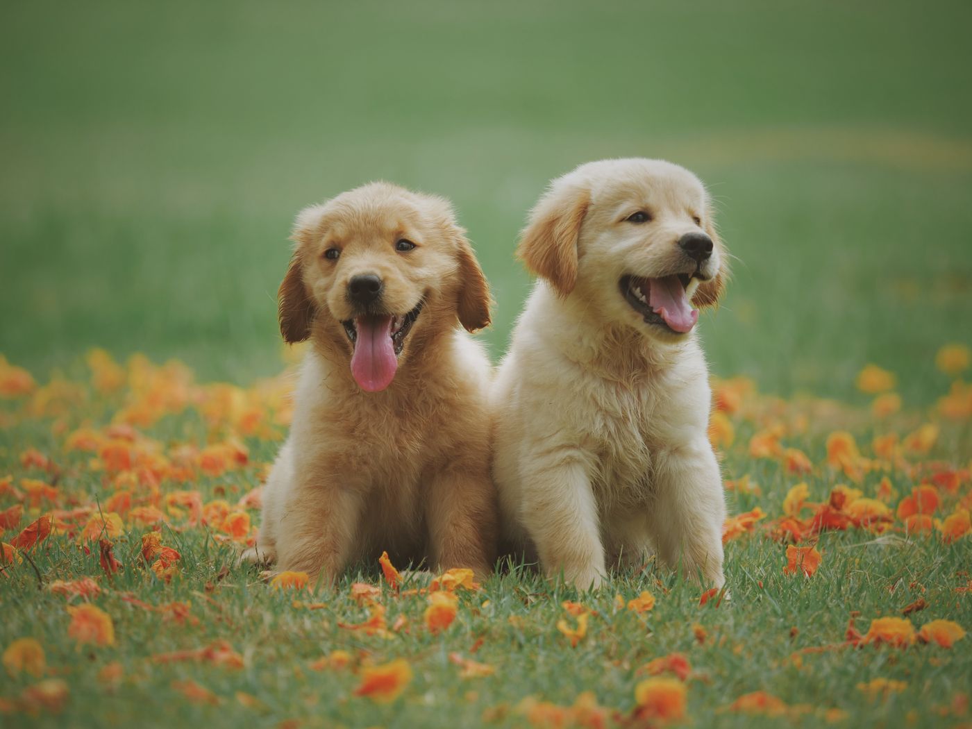 Two dogs relaxing together indoors